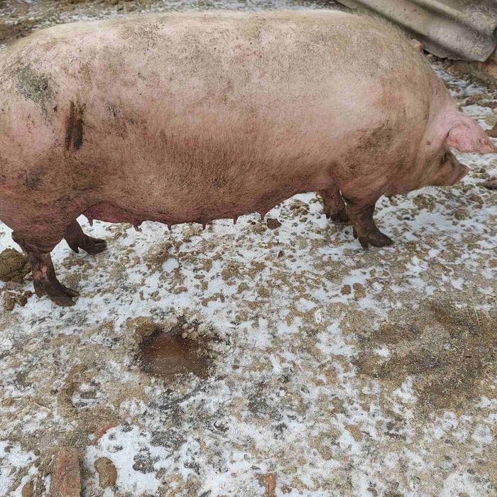 Продам свиноматку