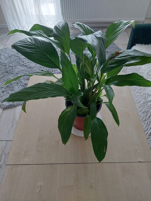 Skrzydłokwiat kwiat