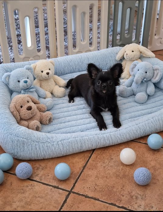 chihuahua macho pêlo longo exemplar top super meiguinho