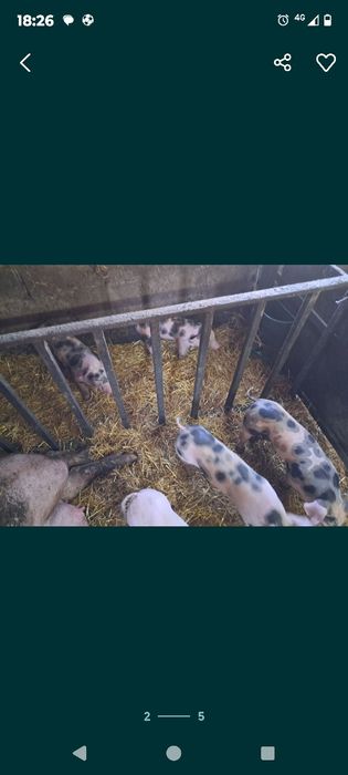 Продам поросят (домашних (
