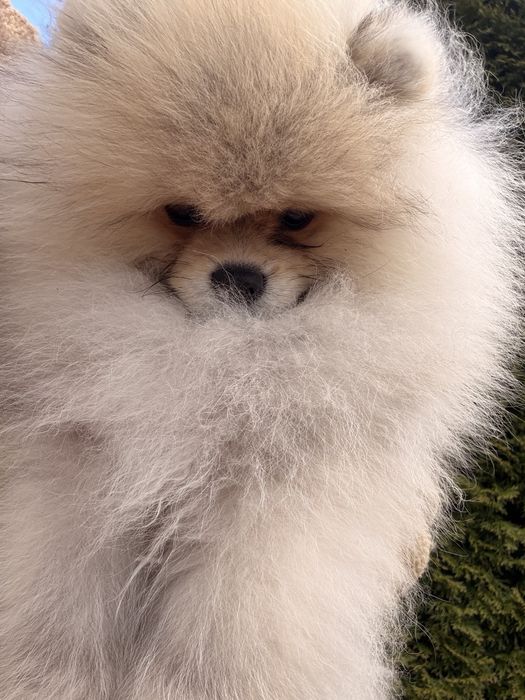 Szpic miniaturowy(pomeranian) chłopiec