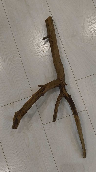 Коряги в акваріум або тераріум.