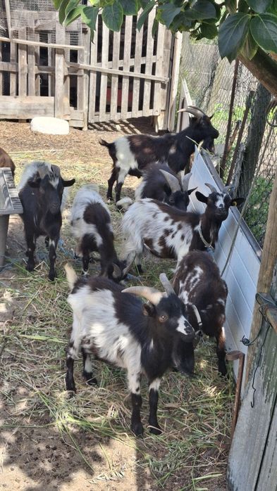 Lote Cabras Anãs