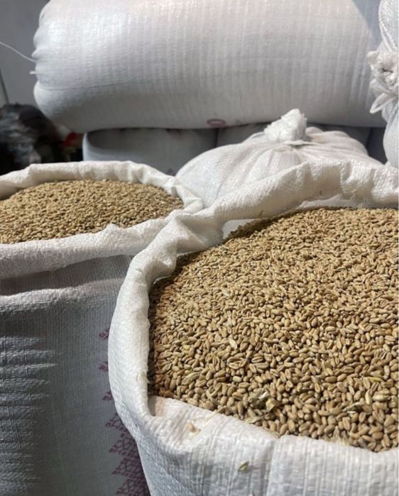 Продам зерно пшениці