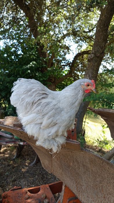 Galo Pekin Lavanda - 4 meses