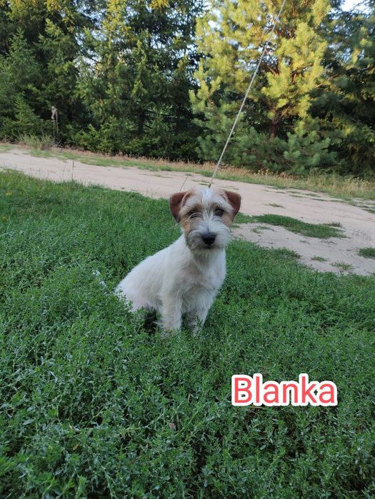 Jack Russell terrier szczenie suczka