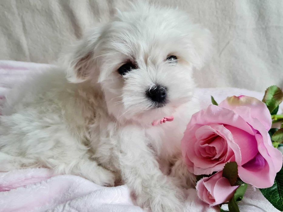 Suczka maltańczyk 10 tygodni. Piękna-czysto-biała.