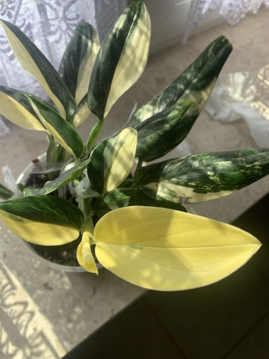 Monstera Standleyana - rosnacy -6 lisci !