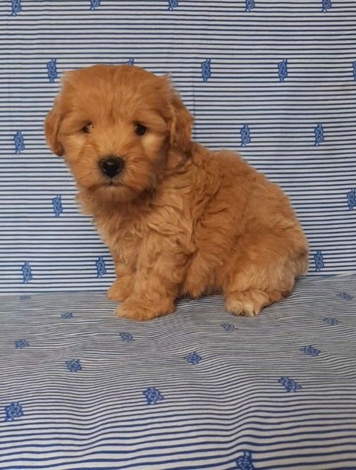 Хлопчик мальтипу 2 місяці ф1