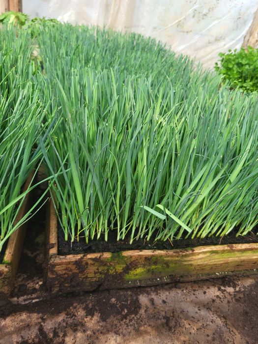 Por seler ogorek rozsada sadzonka warzyw