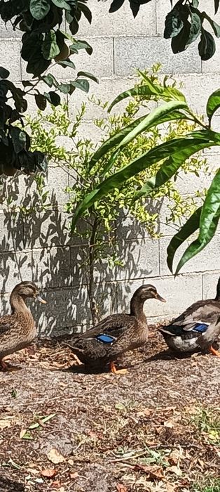 Patos Rouen (casal)