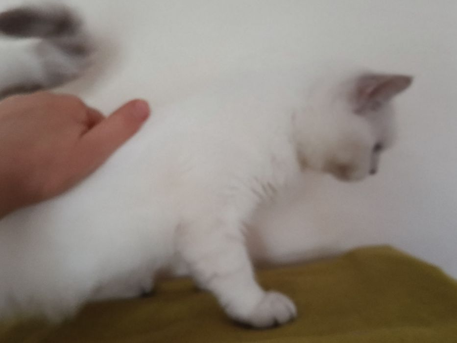 Котик кошеня шиншила колор пойнт синьоокий