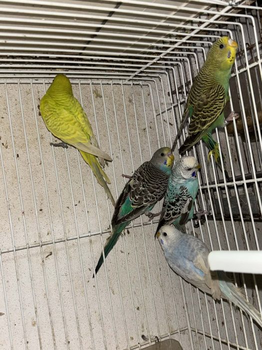 3 casais de periquitos disponiveis