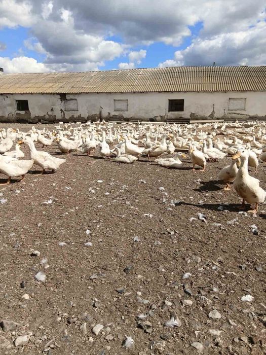 Продаж молодої качки