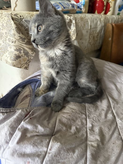 Віддам в хороші руки