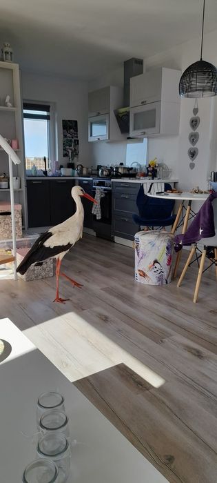 Sprzedam domek letniskowy całoroczny - Więcej