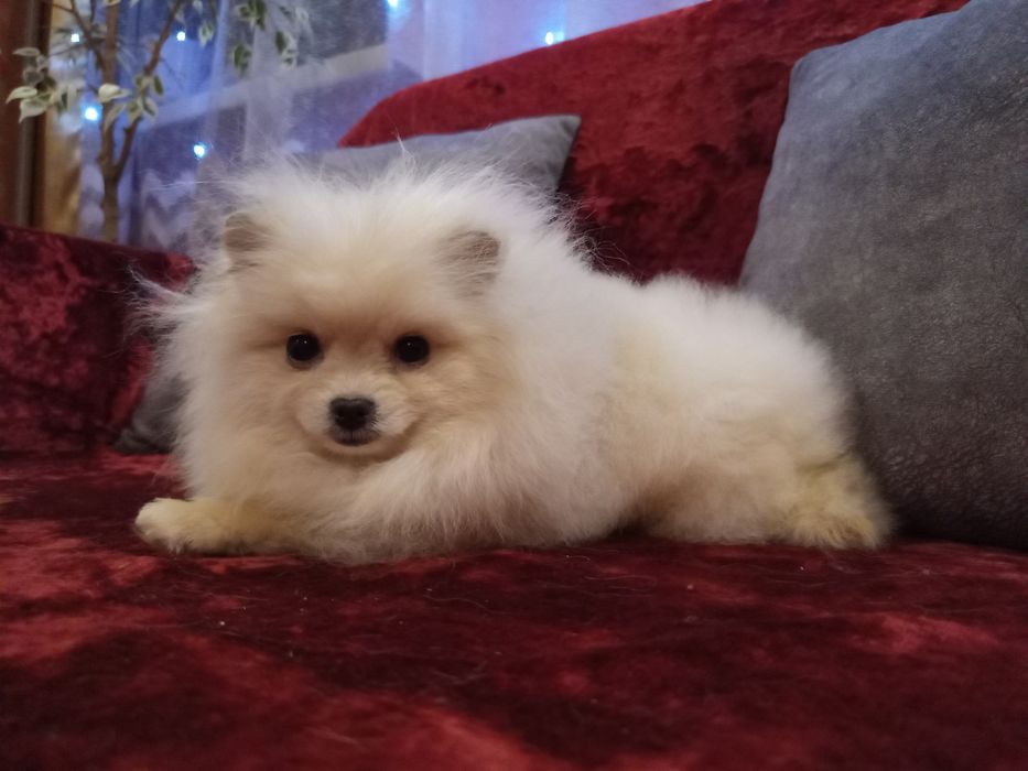 Померанчикі шпіцата