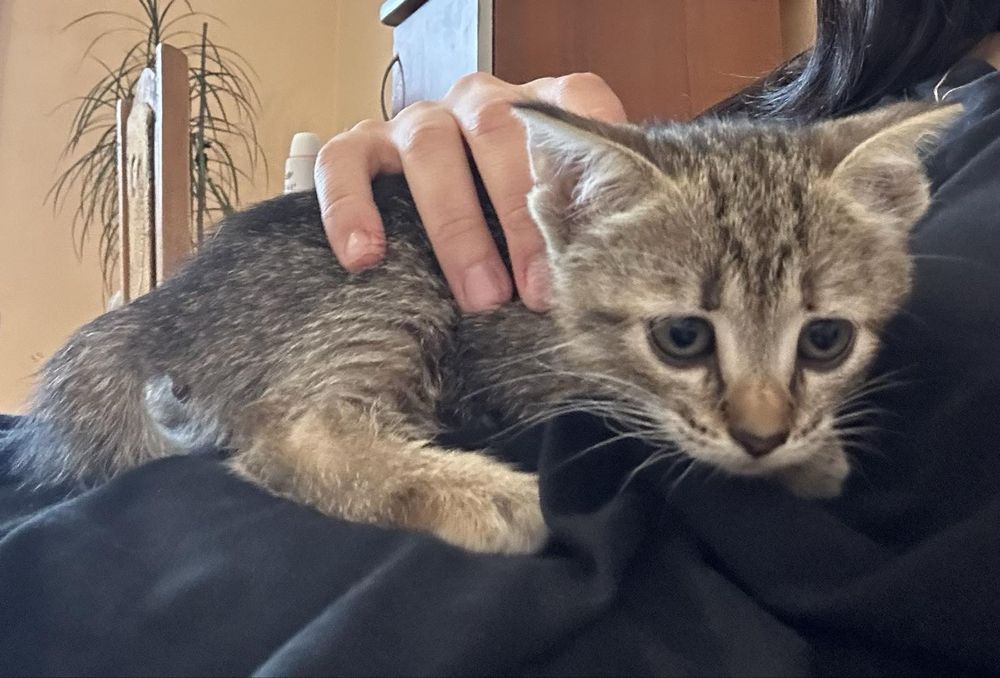 Віддаємо котиків у добрі руки