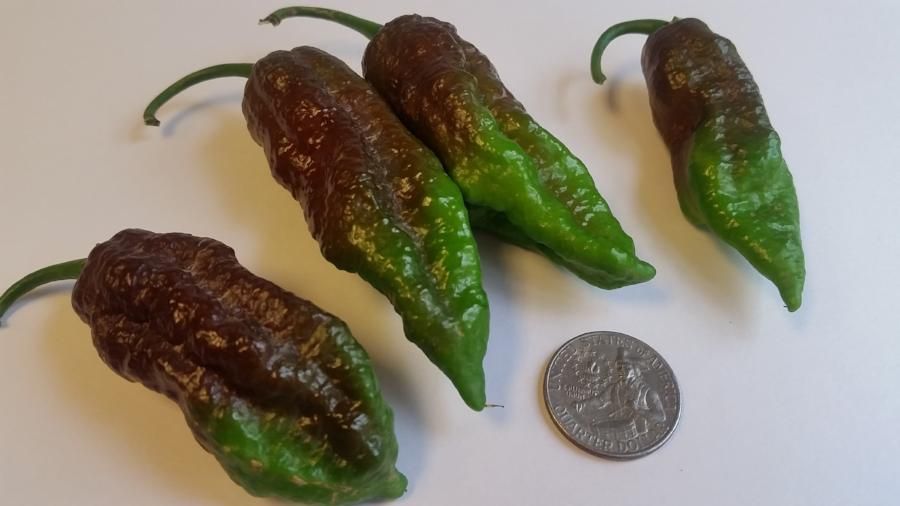 Sementes de Pimentos/Malaguetas/Piri-Piris mais picantes do mundo