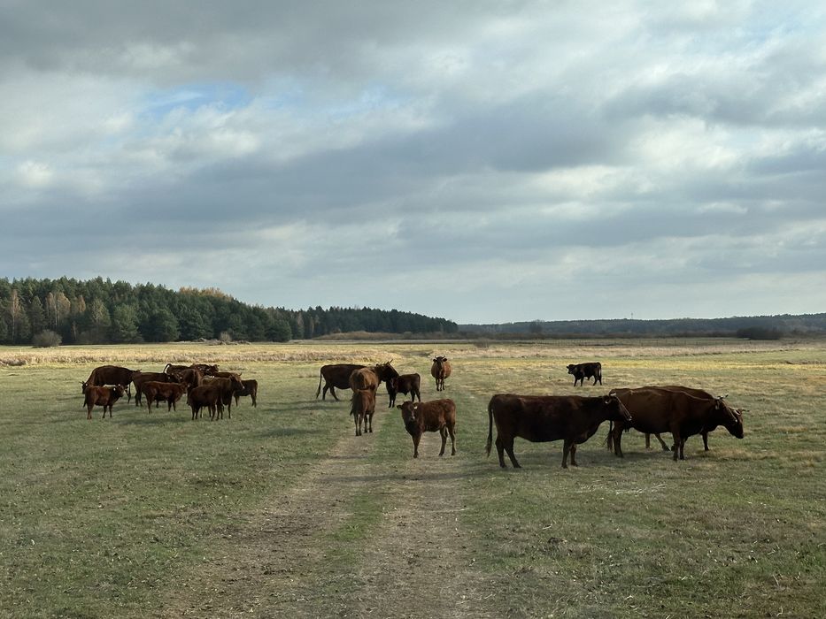 Młode byki rasy Polska Czerwona