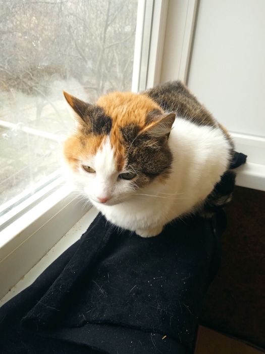 Кішечка стерилізована.