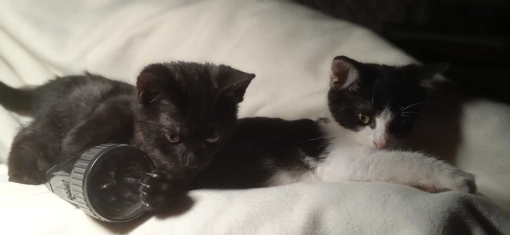 Віддам кошенят, отдам котят