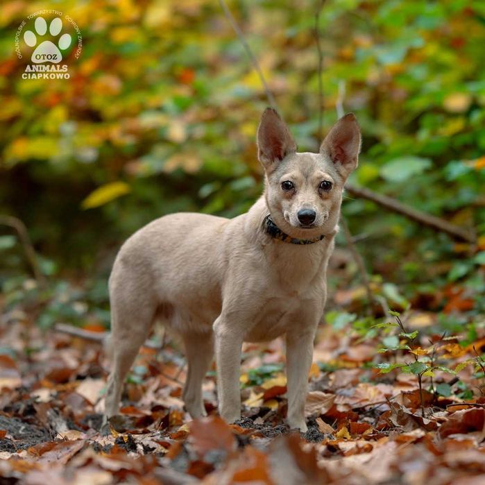 Amma szuka kochającego domu! OTOZ Animals Schronisko Ciapkowo