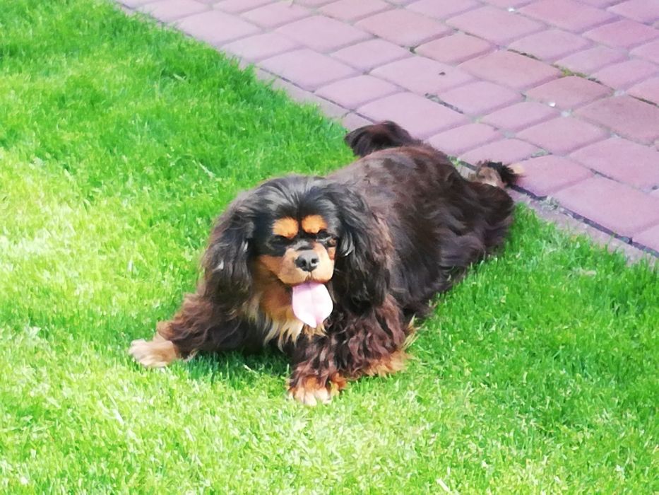 Cavalier King Charles spaniel suczka