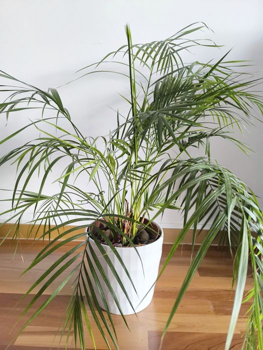 Planta palmeira Areca