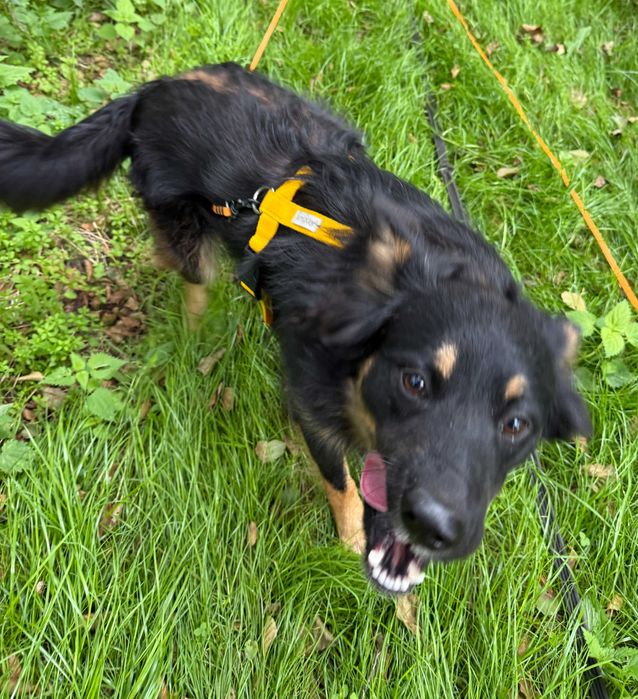 Grom zwany Gromisiem szuka najlepszego człowieka pod słońcem