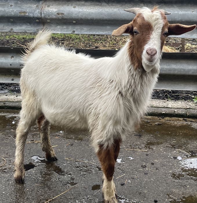 1  cabrito para futuro reprodutor cx de boer
