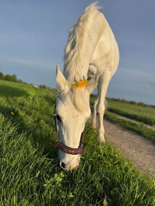 kobyłka, 15 lat, do sprzedaży