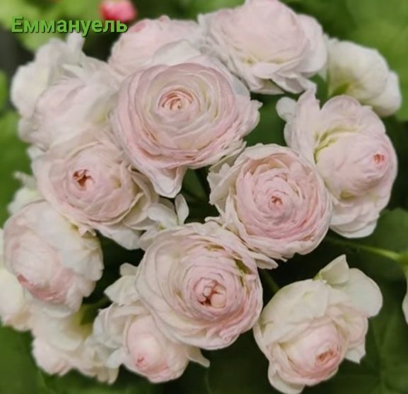 Пеларгонія/50 сортів