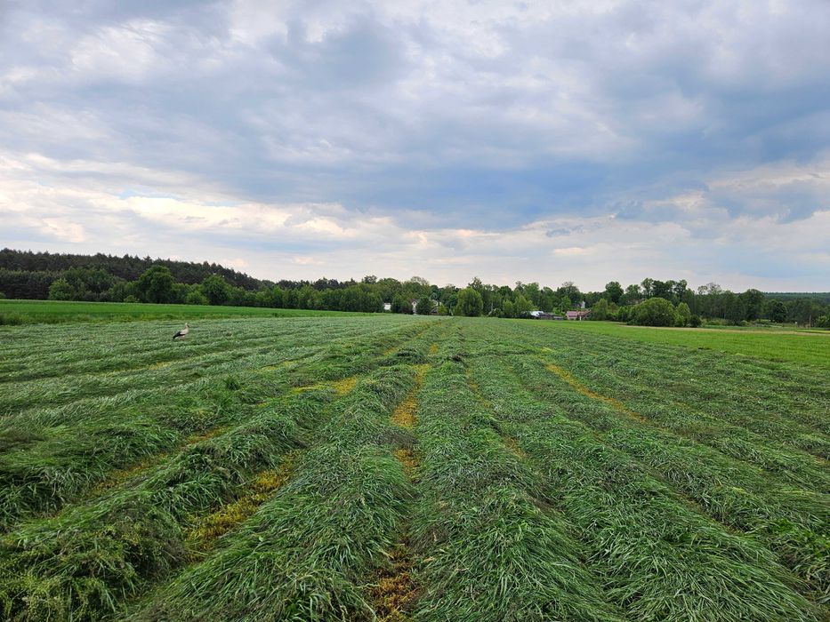 Sianokiszonka w belach, balotach