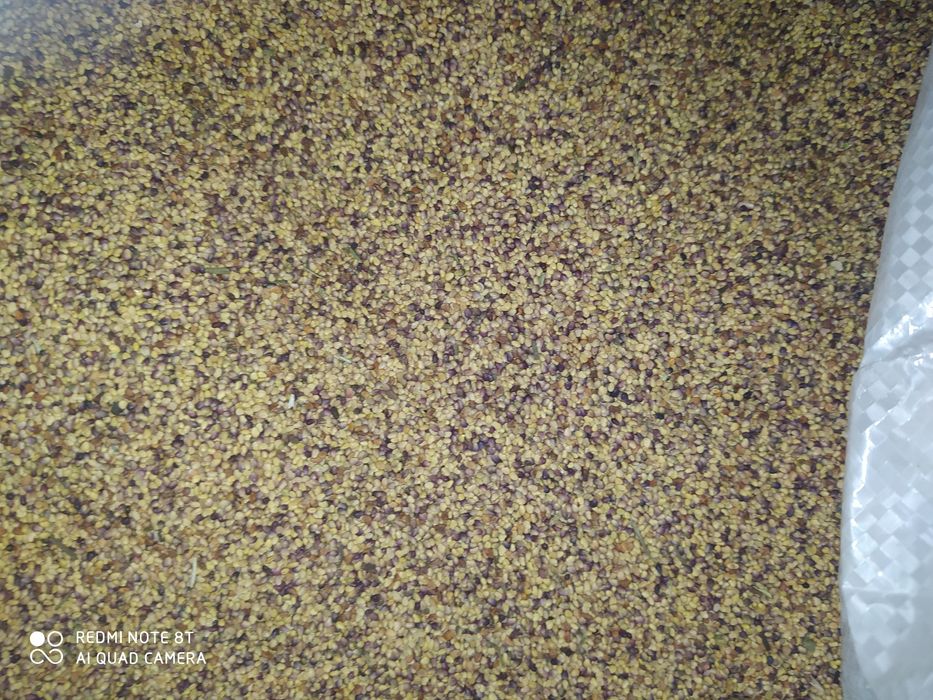 Koniczyna czerwona,mieszanka traw