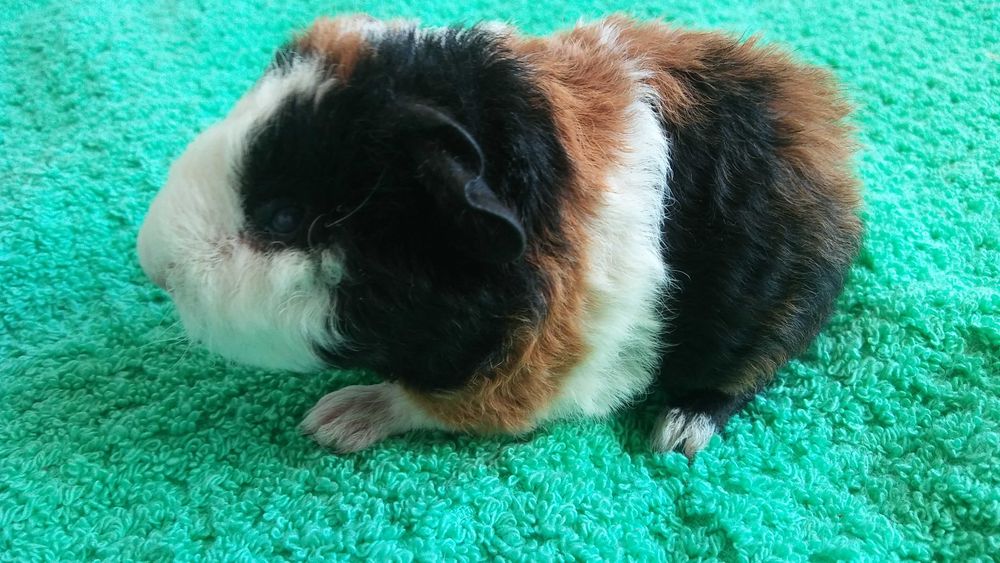 małe świnki morskie (teddy) szukają nowego domu