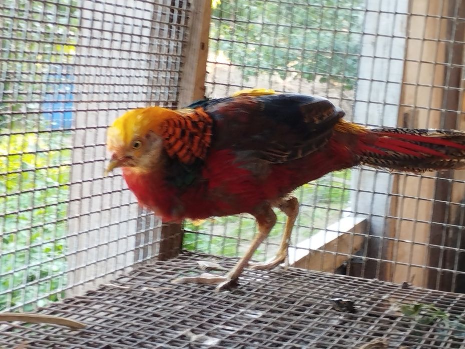 Фазан золотий самець