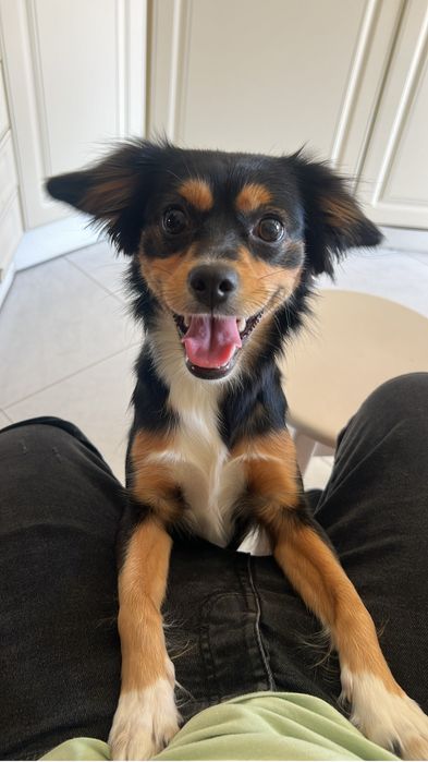 Passeio com caes - Dog walker a partir das 18H