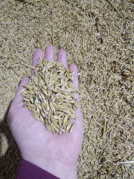 Sprzedam owies, mieszankę, przenżyto, jęczmień, przenice