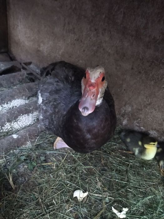 Продам Індокаченя