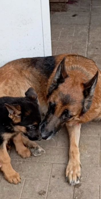 Питомник предлогает щенков 2,5 месяца.