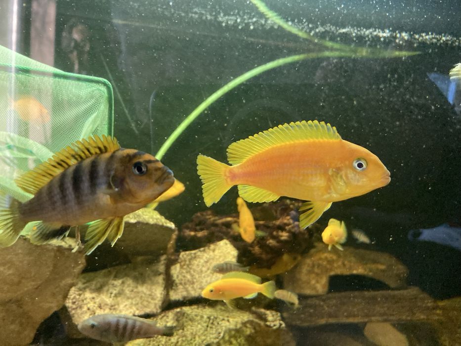 Pyszczaki Mix Pseudotropheus Saulosi