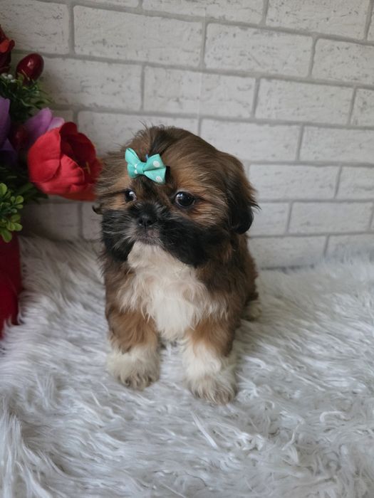 Shih Tzu suczka 2 msc