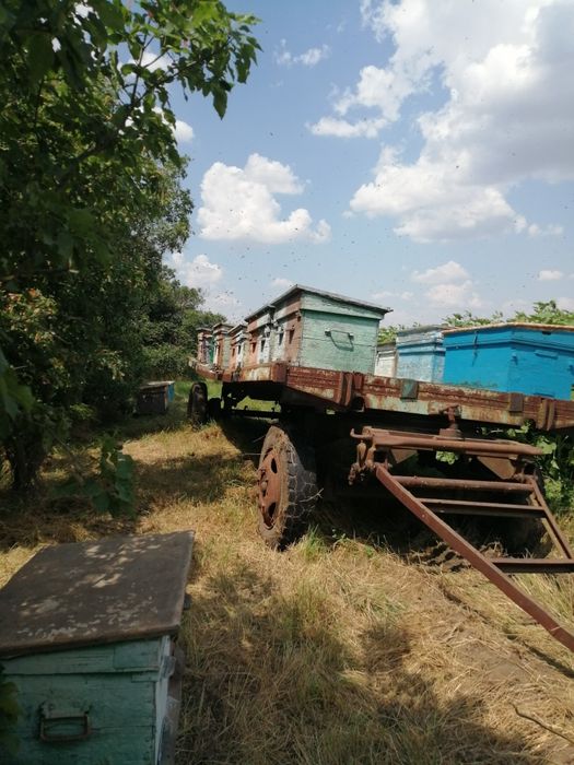 Пчелосемьи с уликом,  с медом!
