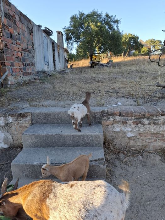Cabras anãs para venda - Coruche