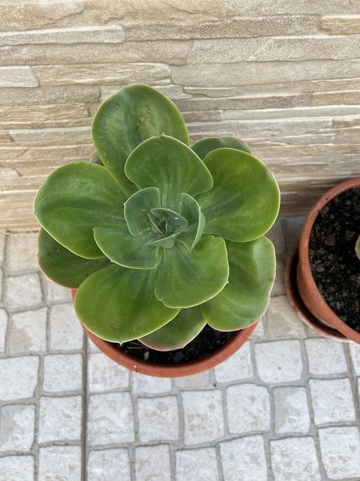 Vendo duas plantas cato rosa pedra.