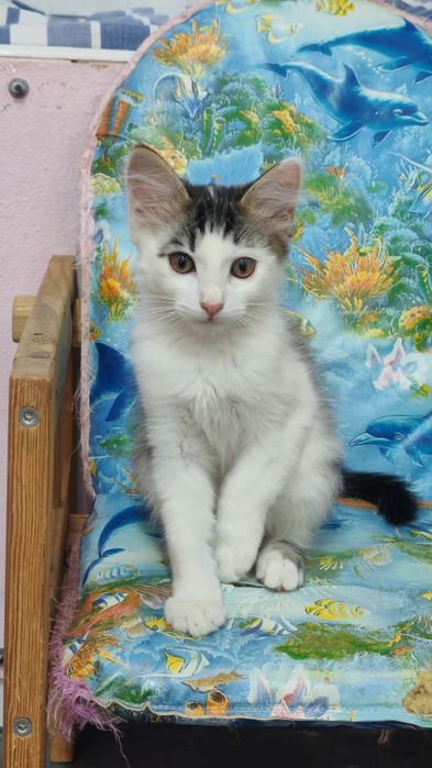 Котята 3 мес в ответственные руки