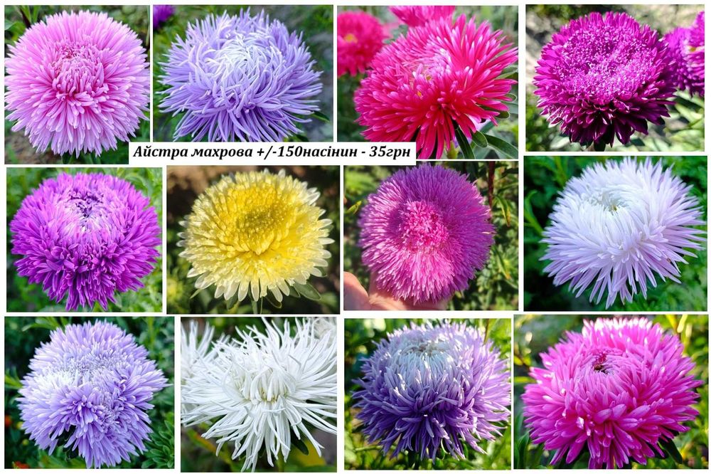 Пропоную своє домашнє насіння -  Айстра махрова