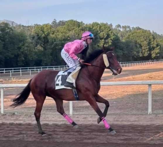 Cavalo puro sangue inglês