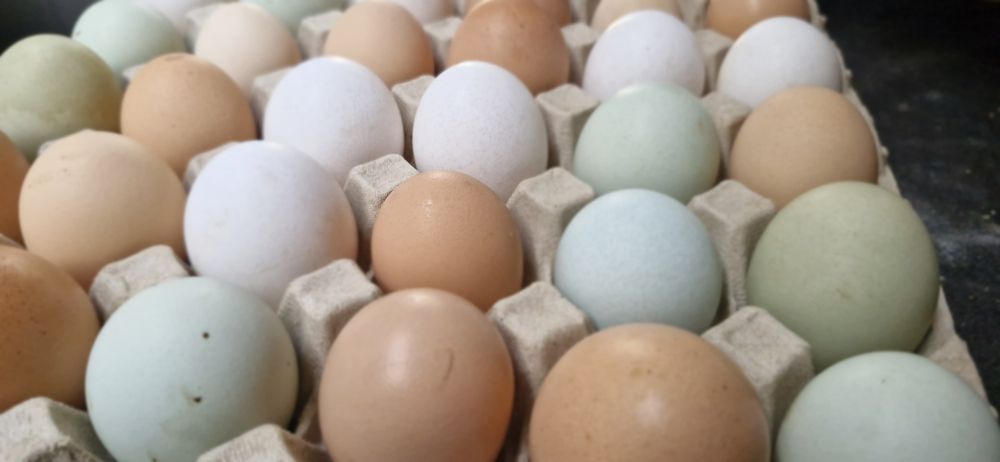 Ovos Gourmet de galinhas criadas ao ar livre Biológicas